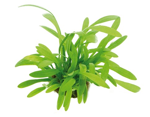 SAGITTARIA SUBULATA VAR. PUSILLA
