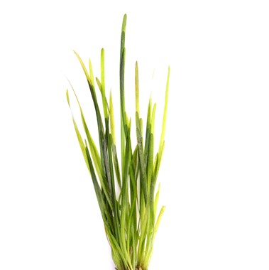VALLISNERIA SPIRALIS