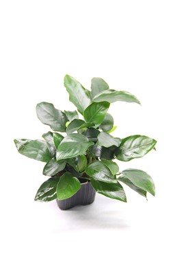 ANUBIAS NANA BIGFOOT XL