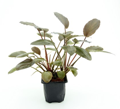 LAGENANDRA MEEBOLDII ROT