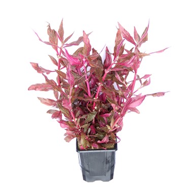 ALTERNANTHERA REINECKII RED RUBY