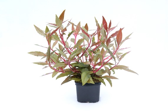 ALTERNANTHERA REINECKII RED