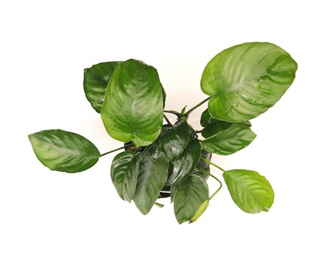 ANUBIAS BARTERI XXL