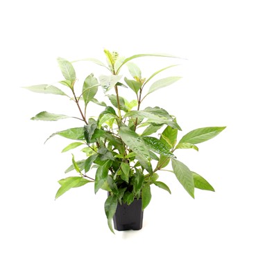 HYGROPHILA CORYMBOSA STRICTA XXL