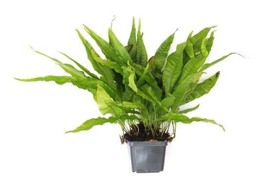MICROSORUM PTEROPUS XXL