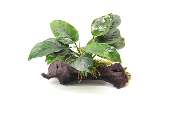ANUBIAS BARTERI su legno con ventose