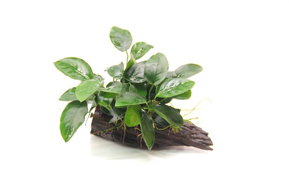 ANUBIAS BARTERI VAR. NANA su legno