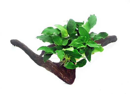 ANUBIAS BARTERI VAR. NANA su legno