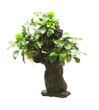 ANUBIAS BARTERI VAR. NANA MBUNA L