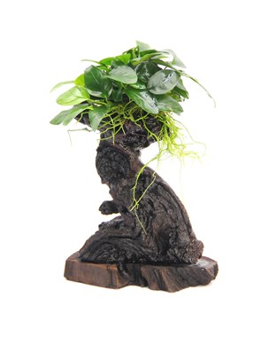ANUBIAS BARTERI VAR. NANA MBUNA S