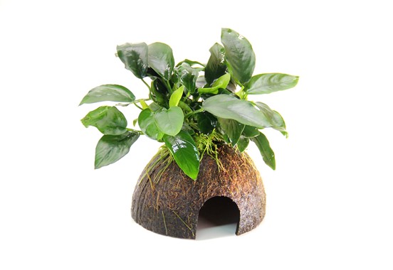 ANUBIAS BARTERI VAR. NANA COCO-CAVE