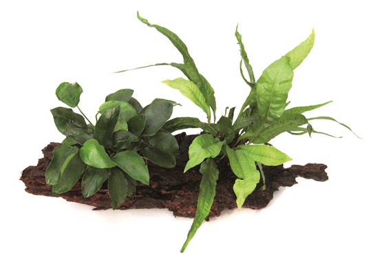 ANUBIAS NANA AND MICROSORUM PTEROPUS su legno