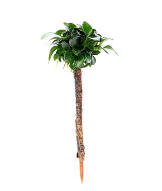 ANUBIAS NANA BONSAI