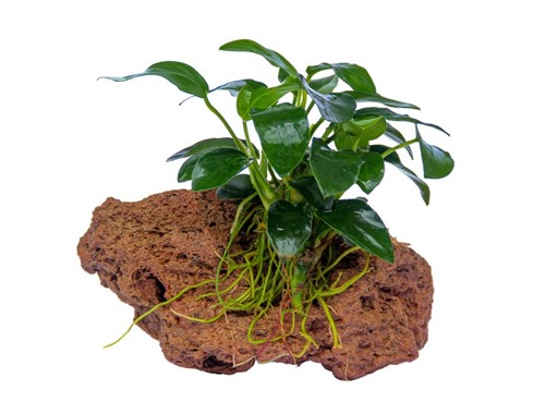 ANUBIAS NANA BONSAI su roccia