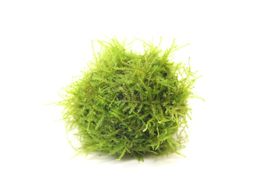 JAVA MOSS