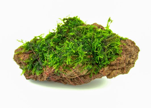 MOOSTEIN 