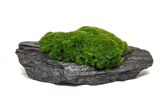 ROCCIA DI ARDESIA CON AEGAGROPILA 