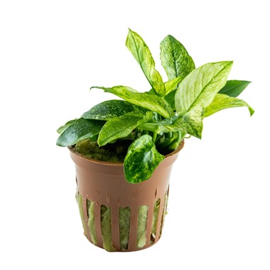 ANUBIAS BARTERI NANA PINTO