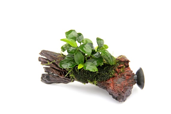 ANUBIAS SU LEGNO CON VENTOSA