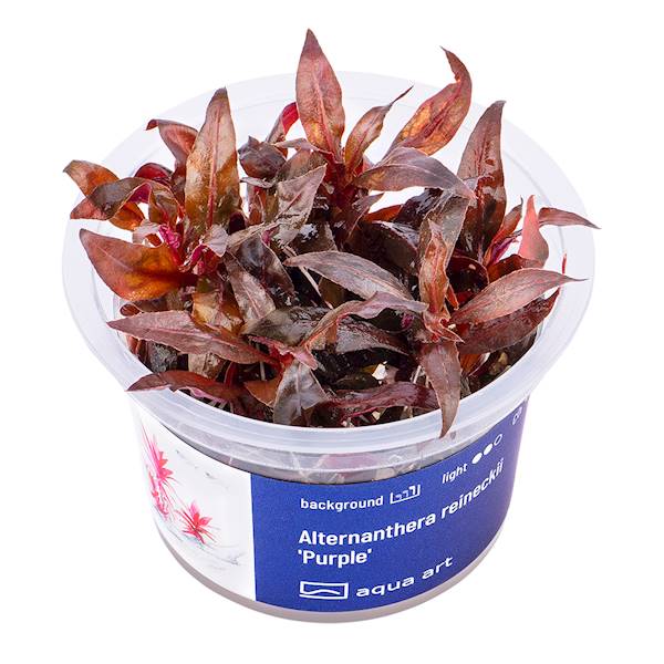 ALTERNANTHERA REINECKII PURPLE