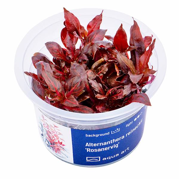 ALTERNANTHERA REINECKII ROSANERVIG