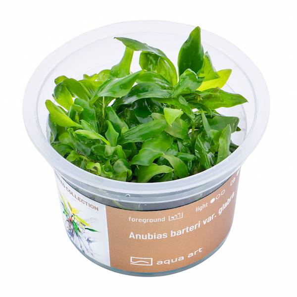 ANUBIAS BARTERI VAR. GLABRA