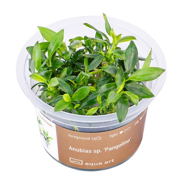 ANUBIAS SP.PANGOLINO