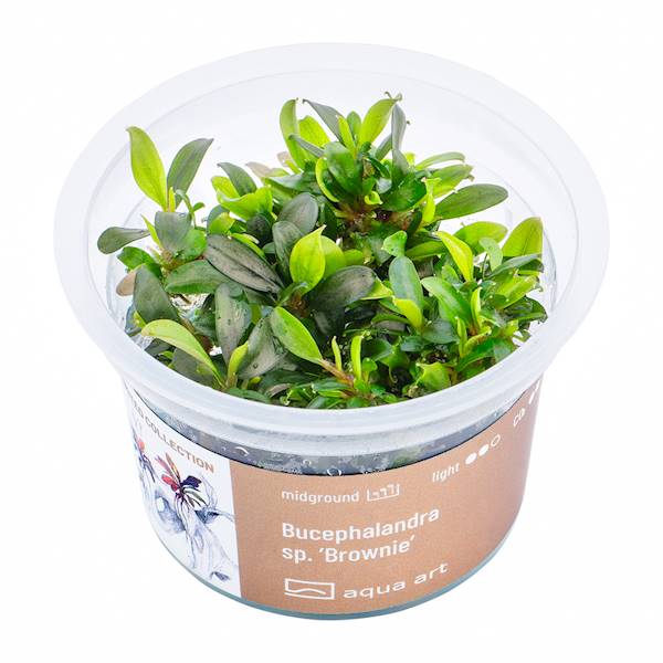 BUCEPHALANDRA SP.'BROWNIE