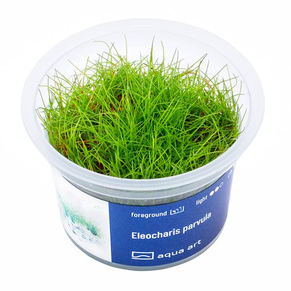 ELEOCHARIS PARVULA