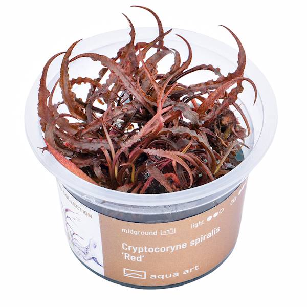 CRYPTOCORYNE SPIRALIS RED