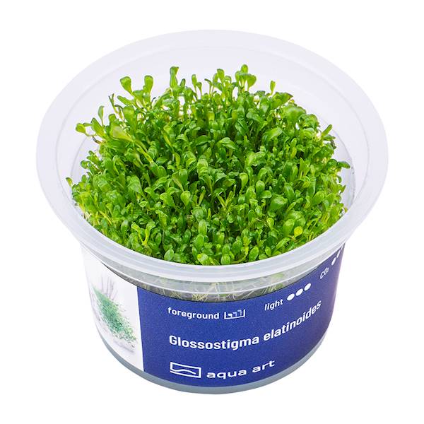 GLOSSOSTIGMA ELATINOIDES