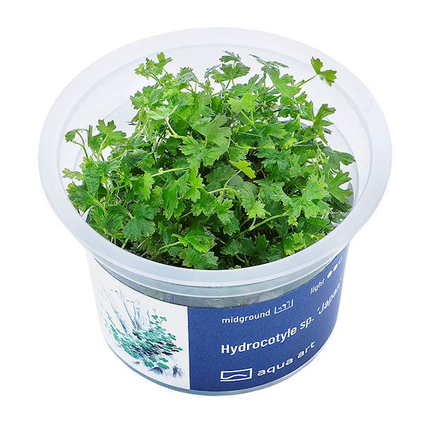 HYDROCOTYLE SP. JAPAN