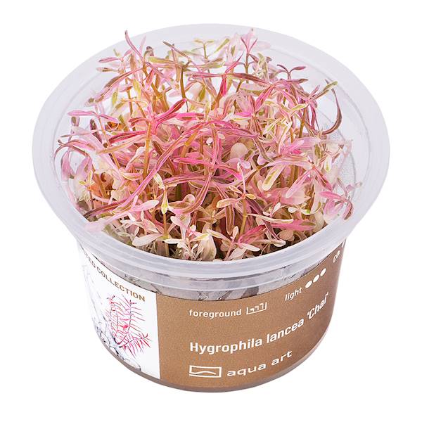 HYGROPHILA LANCEA CHAI