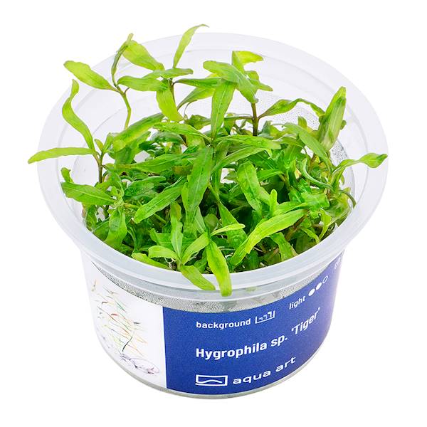 HYGROPHILA SP. TIGER