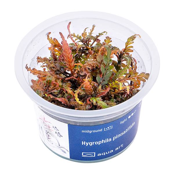 HYGROPHILA PINNATIFIDA