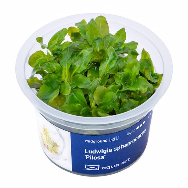 LUDWIGIA SPHAEROCARPA PILOSA