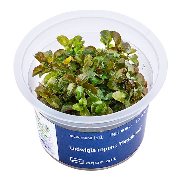 LUDWIGIA REPENS MESAKANA