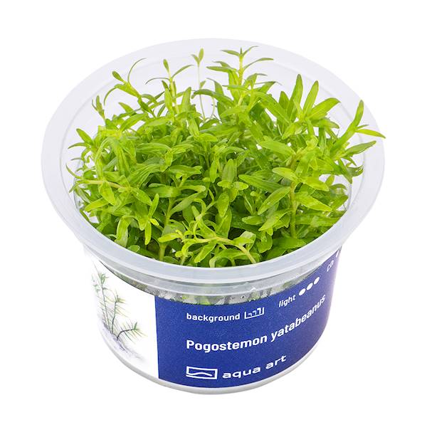 POGOSTEMON YATABEANUS