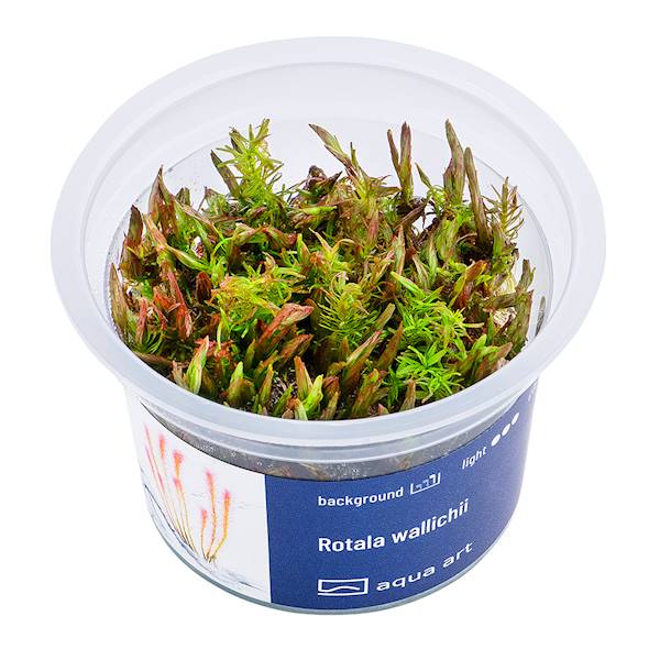ROTALA SP. YAO YAI