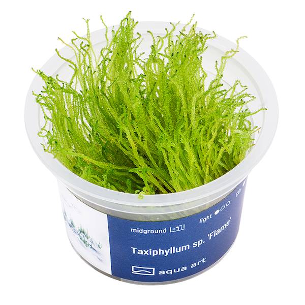 TAXIPHYLLUM SP. FLAME