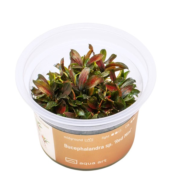 BUCEPHALANDRA sp. ROSSO MINI        