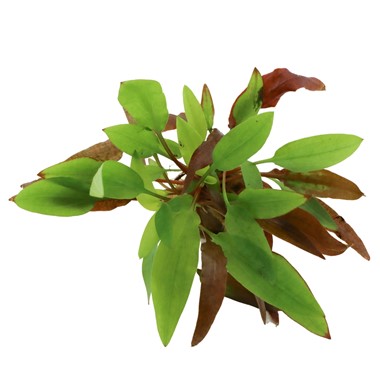 CRYPTOCORYNE AFFINIS DARK ORANGE