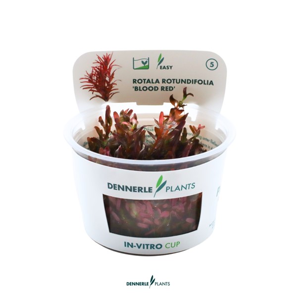 ROTALA ROTUNDIFOLIA BLOOD RED 