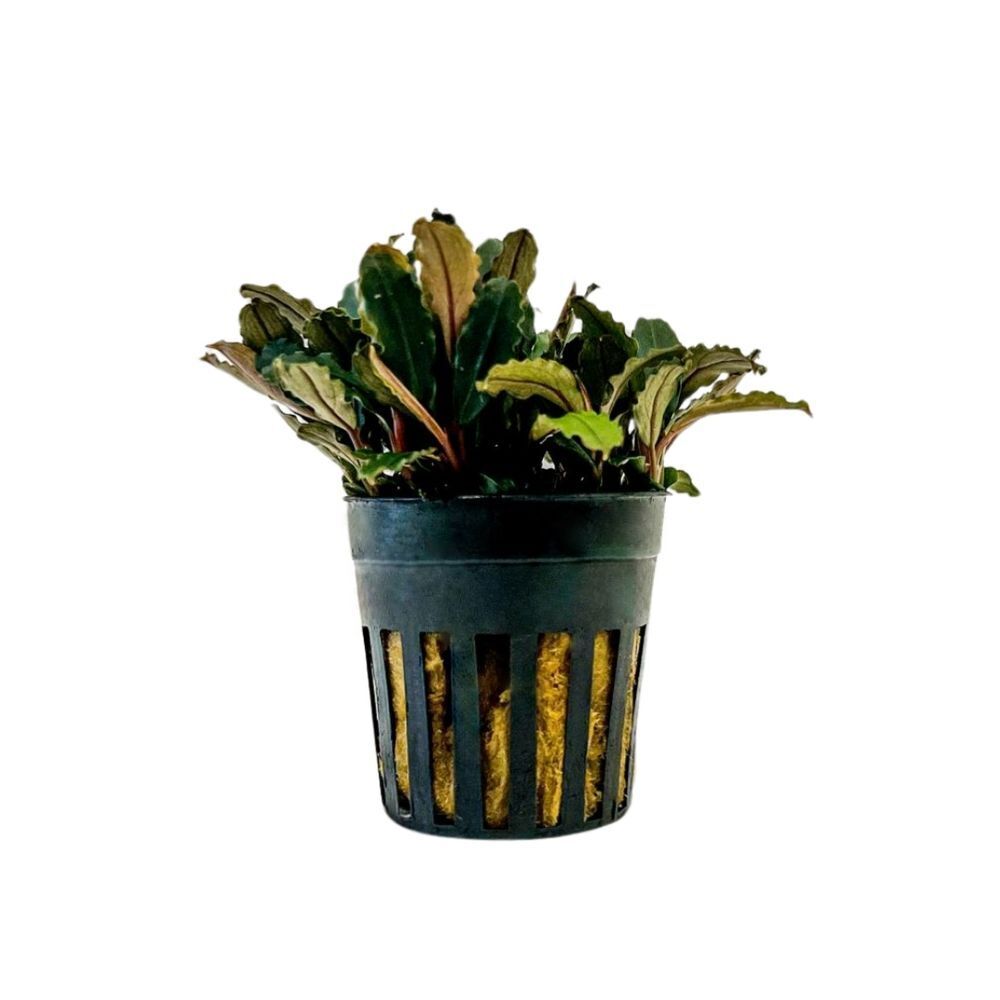BUCHEPHALANDRA BLUE GREEN