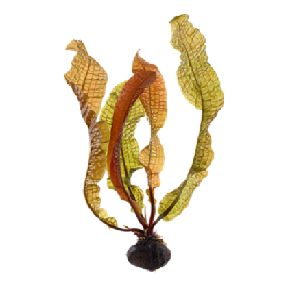 APONOGETON BOIVIANUS