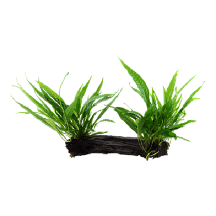 MICROSORUM PTEROPUS XL su legno