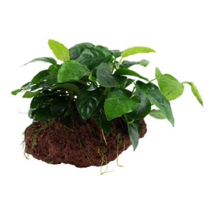 ANUBIAS BARTERI NANA su roccia