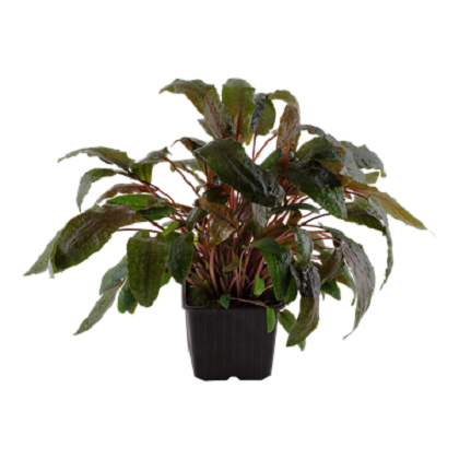 CRYPTOCORYNE WENDTII TROPICA XL