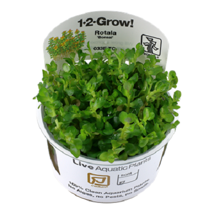 ROTALA BONSAI