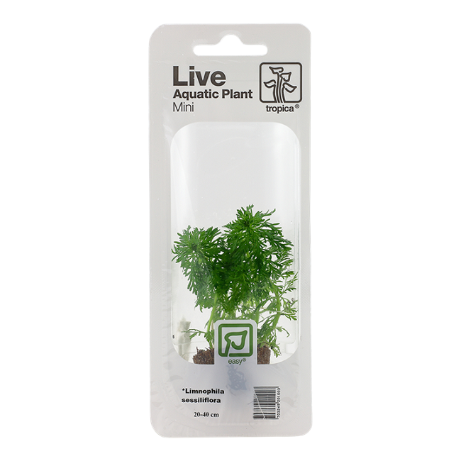 LIMNOPHILA SESSIFLORA